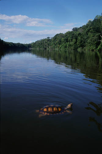 Abell-Amazonia.jpg